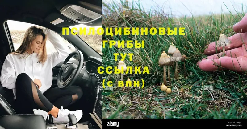 Псилоцибиновые грибы Magic Shrooms  Курильск 